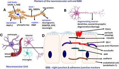 Neurovascular unit, neuroinflammation and neurodegeneration markers in brain disorders